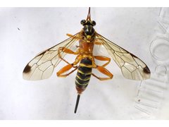 Echthromorpha agrestoria