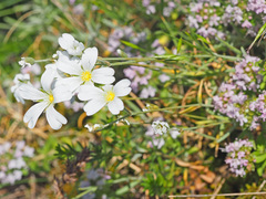 Cerastium argenteum