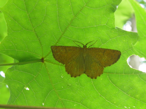 Slyvinis Sprindžius