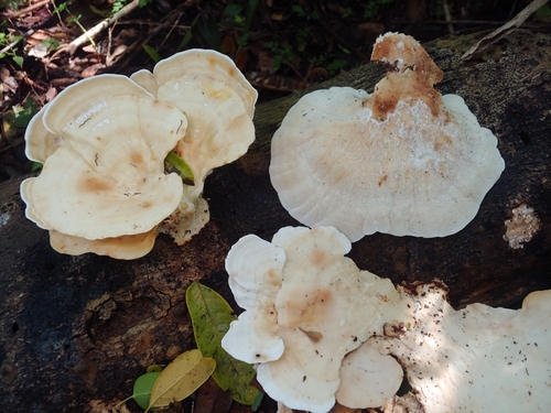 white maze polypore