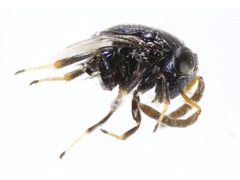 Scutellista caerulea