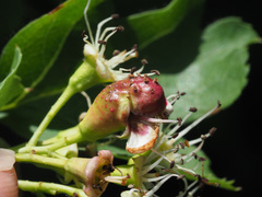 Gymnosporangium clavariiforme