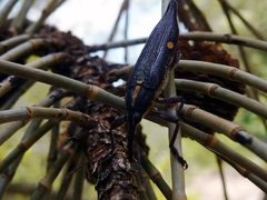 Rhinotia bidentata