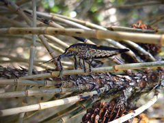 Rhinotia bidentata