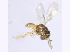 Platygastridae