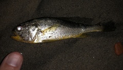 Larimichthys crocea