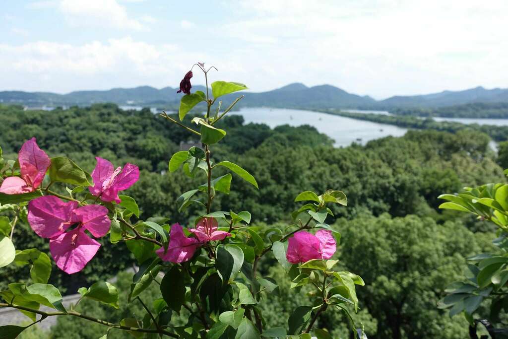 Bougainvillea spectabilis, Hangzhou, Zhejiang, China