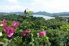 Bougainvillea