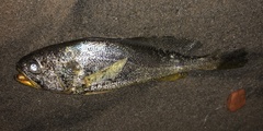 Larimichthys crocea