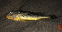 Larimichthys crocea