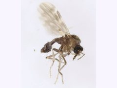 Culicoides ornatus