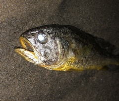 Larimichthys crocea