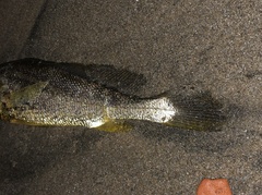 Larimichthys crocea
