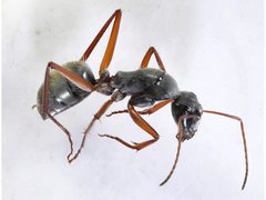 Camponotus dromas