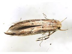 Pyroderces