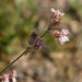 Silene parryi - Photo (c) J. Maughn, algunos derechos reservados (CC BY-NC), uploaded by James Maughn