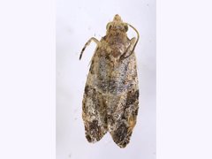 Lobesia transtrifera