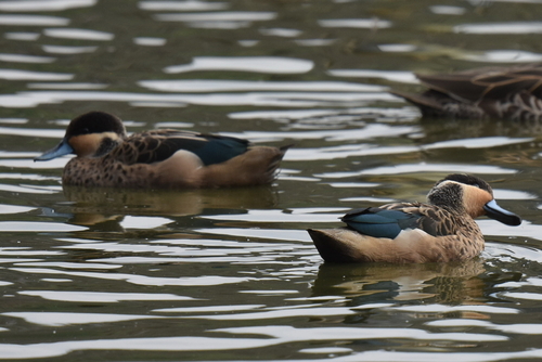 Blue-billed Teal (Spatula hottentota)