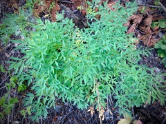 Lomatium brandegeei
