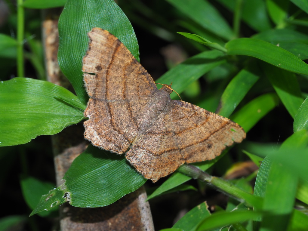 Chiasmia perfusaria