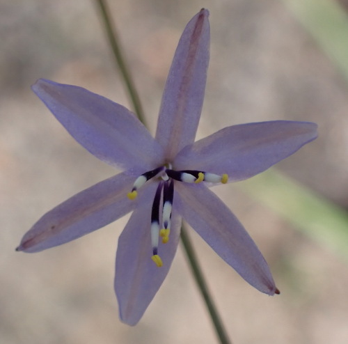 Image of Caesia contorta by (c) Nicola van Berkel, some rights reserved (CC BY-SA)