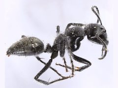 Calomyrmex