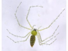 Hygropoda lineata