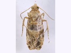 Lobesia transtrifera