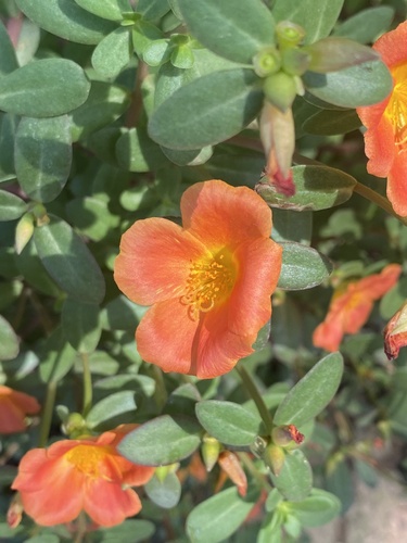 wingpod purslane (Portulaca umbraticola)