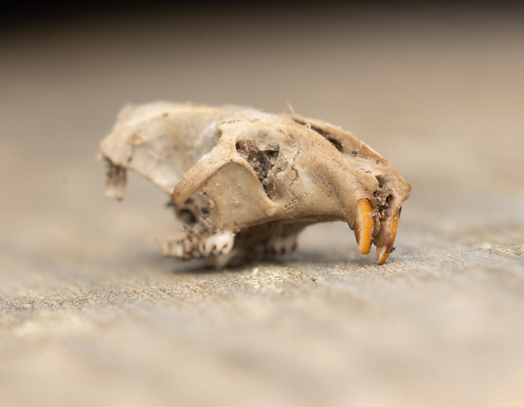 Western Mediterranean Mouse