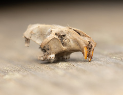 Western Mediterranean Mouse photo 1