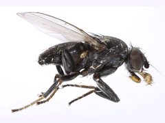 Desmometopa varipalpis