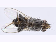 Desmometopa varipalpis