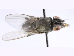 Desmometopa varipalpis