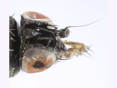 Desmometopa varipalpis