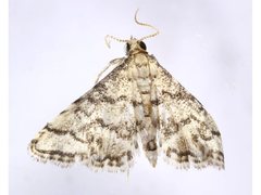 Metasia delotypa