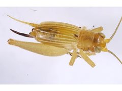 Trigonidium bundilla