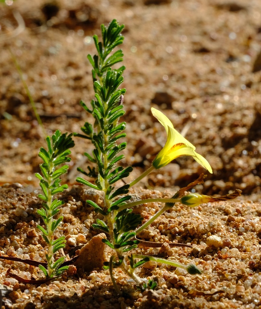 Oxalis crocea