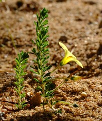 Oxalis crocea