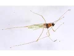 Gampsocoris pacificus