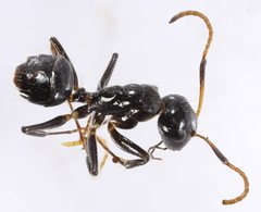 Camponotus mackayensis