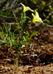 Oxalis crocea