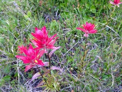 Castilleja parviflora