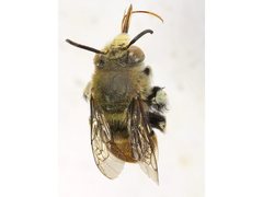 Amegilla aeruginosa