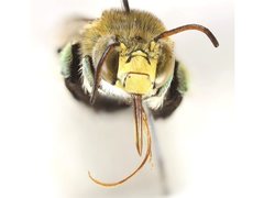 Amegilla aeruginosa