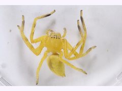 Neosparassus salacius