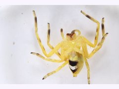 Neosparassus salacius