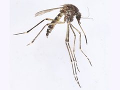 Aedes vigilax