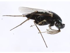 Elasmus