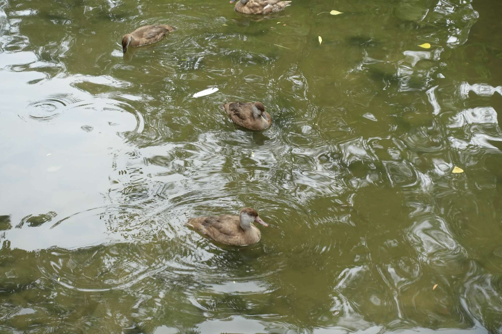 Red-crested Pochard